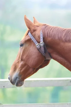 Shires Equestrian Anti-Crib Collar