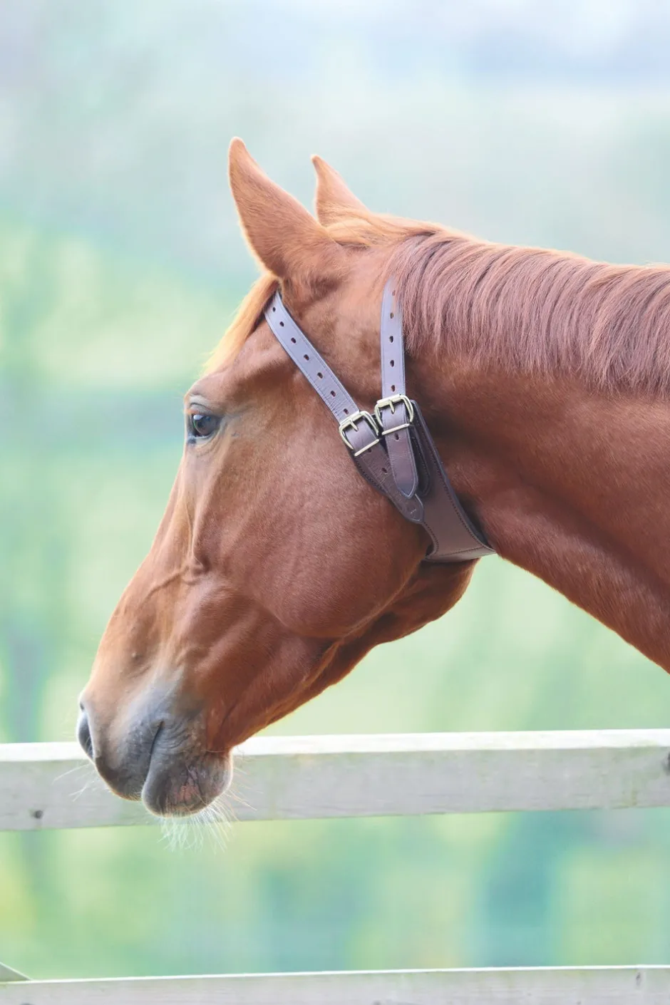Shires Equestrian Anti-Crib Collar
