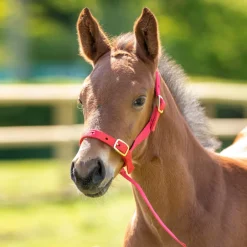 Shires Equestrian ARMA Foal Slip