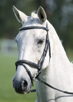 Shires Equestrian Avignon Padded Raised Flash Bridle