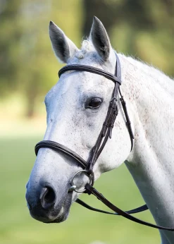 Shires Equestrian Avignon Raised Cavesson Bridle