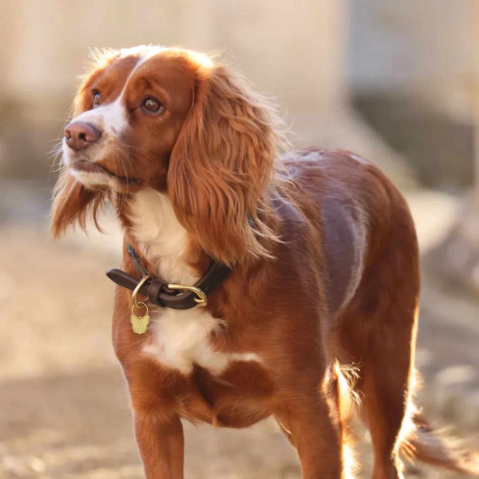 Shires Equestrian Digby & Fox Fine Rope Collar