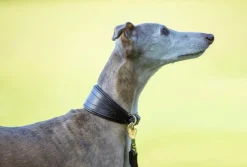 Shires Equestrian Digby & Fox Padded Greyhound Collar
