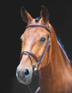 Shires Equestrian Salisbury Bodenham Bridle
