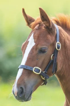 Shires Equestrian Velociti GARA Adjustable Leather Headcollar