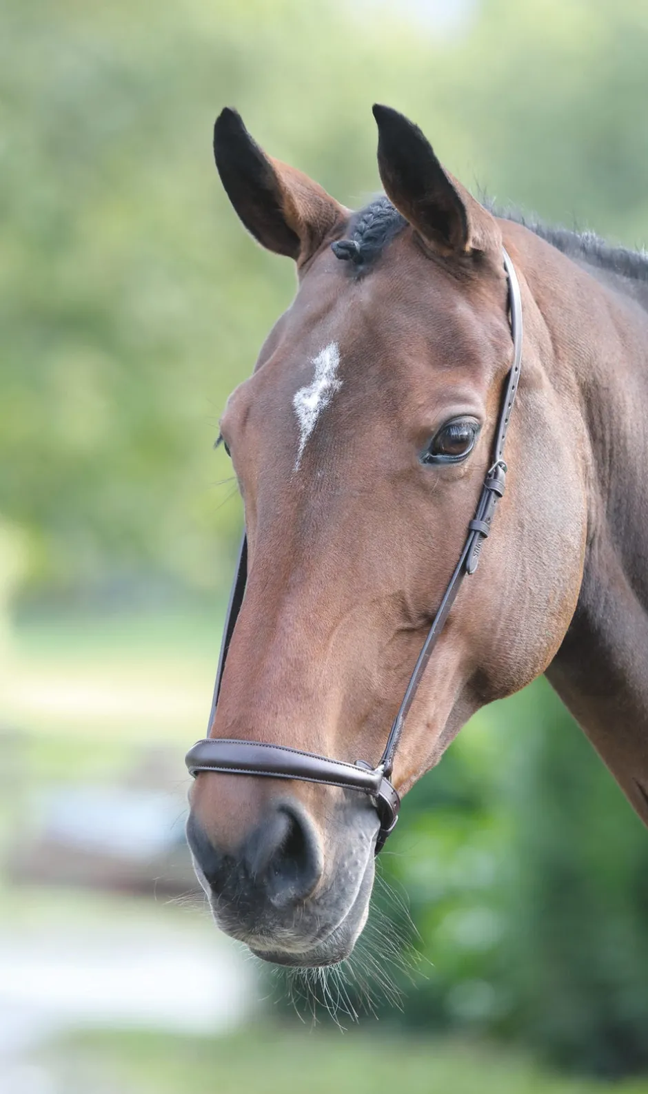 Shires Equestrian Velociti GARA Drop Noseband